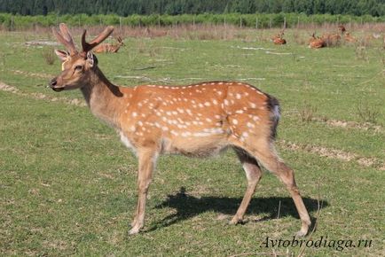 Deer farma, agățat, rulota