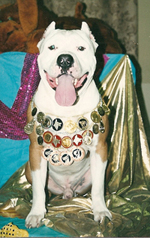 Rólunk - Golden Guardian Angel - American Staffordshire Terrier (amerikai staffordshire terrier, amstaf) - Tribal