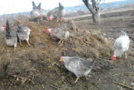 Descrierea rasei de pui de găină Borkovskaya barvistaya conținutul lor și creșterea (foto) comentarii