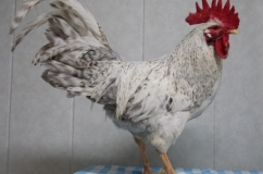Leírás fajta csirkék Borkovskaya Képi a tartás és tenyésztés (fotók) véleménye