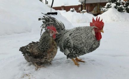 Опис породи курей Борковська Барвиста їх зміст і розведення (фото) відгуки