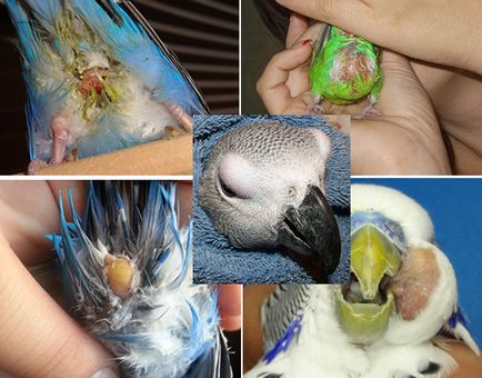 Пухлина у папуги як лікувати і що робити