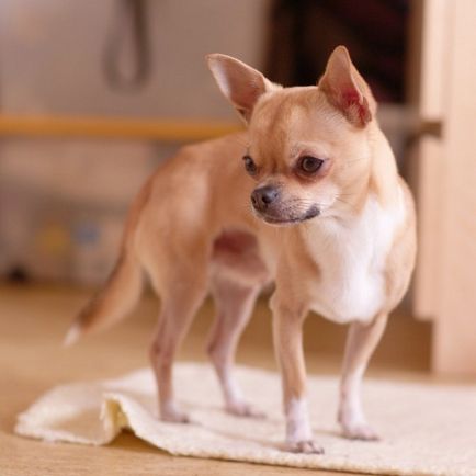 Caracteristicile rasei Chihuahua
