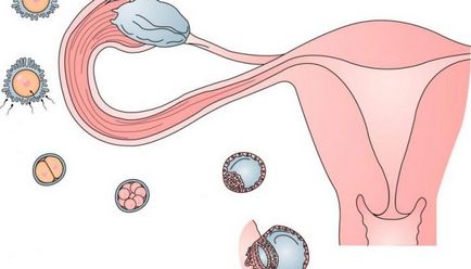 Ovulația după eliminarea ok (pastile contraceptive)