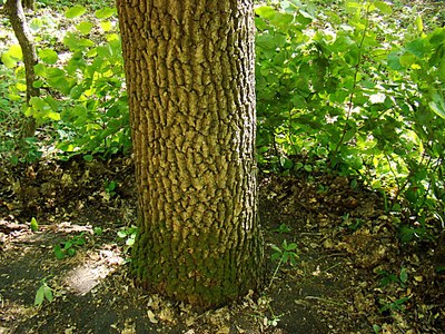 Vânătoare санддки, скрадки, лабазы