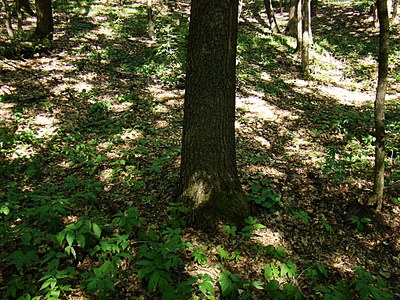 Vânătoare санддки, скрадки, лабазы