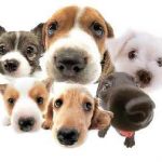 Папільон собака історія і опис породи, вартість, окрас і характеристика, будинок собаки