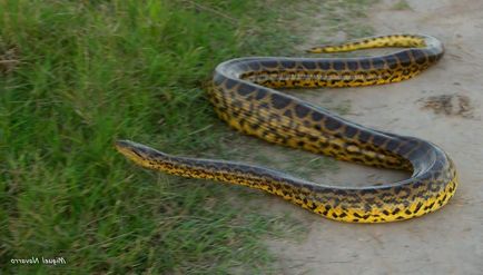 Anaconda paraguayană sau anaconda galbenă