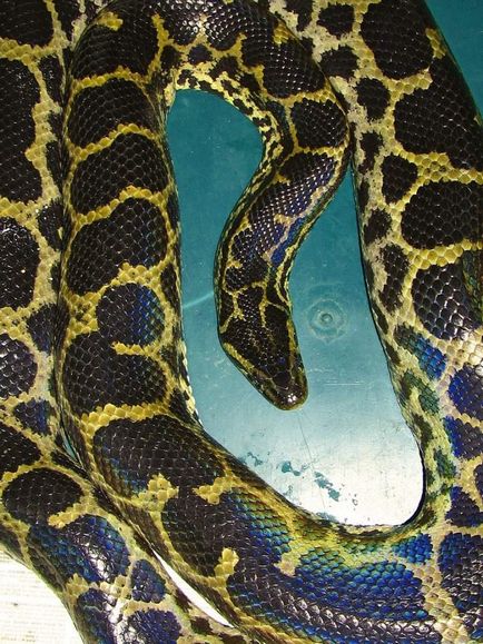 Anaconda paraguayană sau anaconda galbenă