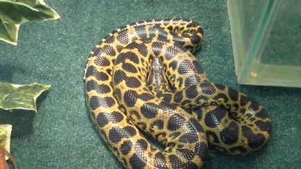 Anaconda paraguayană sau anaconda galbenă