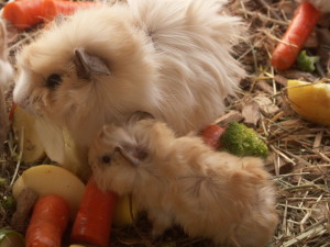 Paraziții din cobai și metodele de luptă cu decolarea