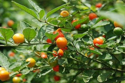 Paște turtă dulce, solanum, tufiș de coral, cireș din Ierusalim