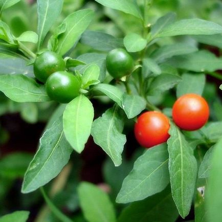 Paște turtă dulce, solanum, tufiș de coral, cireș din Ierusalim