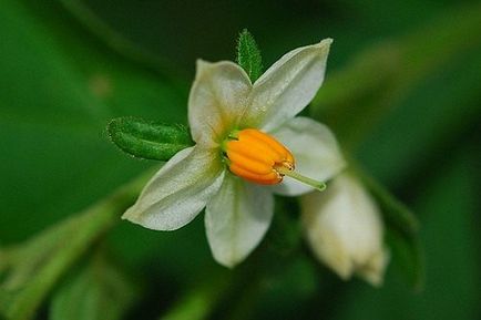 Paște turtă dulce, solanum, tufiș de coral, cireș din Ierusalim