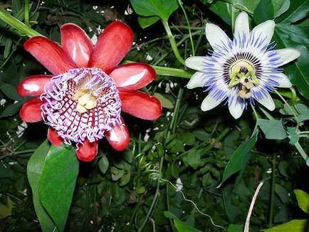 Пассифлора - дивовижний екзот в саду