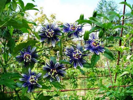 Passionflower - un exot uimitor în grădină