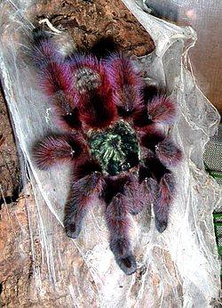 Tarantula pók tartalom, tenyésztés, fotók, terrárium, különösen - az életem