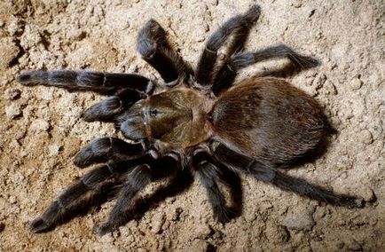 Spider tarantula conținut, reproducere, fotografie, terariu, caracteristici - viața mea