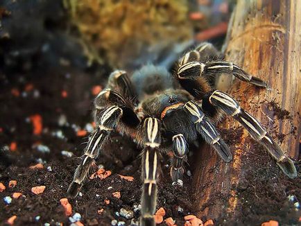 Spider tarantula conținut, reproducere, fotografie, terariu, caracteristici - viața mea