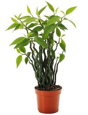 Pedilanthus guvernează îngrijirea unei plante tropicale la domiciliu, subtilitățile reproducerii și