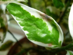 Педілантус правила догляд за тропічною рослиною в домашніх умовах, тонкощі розмноження і