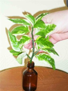 Pedilanthus guvernează îngrijirea unei plante tropicale la domiciliu, subtilitățile reproducerii și