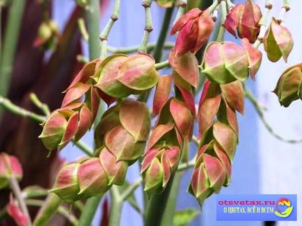 Pedilanthus otthonban (idősek otthonában) Pedilanthus ápolási otthon