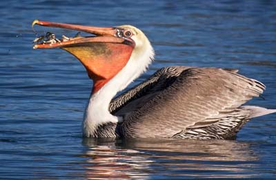 Pelican într-un vis, o colecție de vise