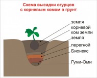 Пересадка розсади огірків у відкритий грунт