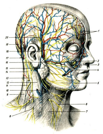 Sistemul nervos periferic 1986 gavrilov l