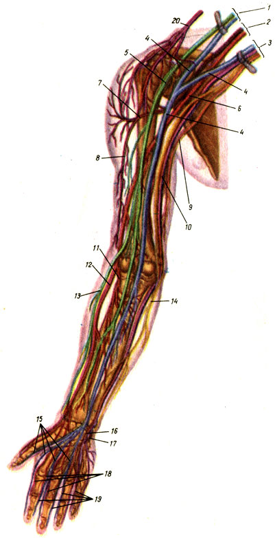 Sistemul nervos periferic 1986 gavrilov l