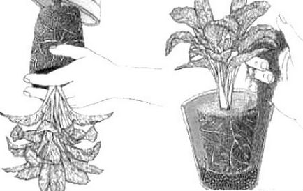 Pikirovki plante ceea ce este și cum să se scufunde dreapta, dachasadovoda