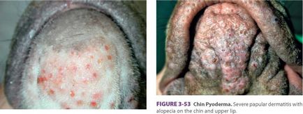 Pyodermia câinilor de bărbie (câini de acnee), medic veterinar
