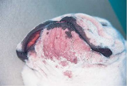 Pyodermia câinilor de bărbie (câini de acnee), medic veterinar
