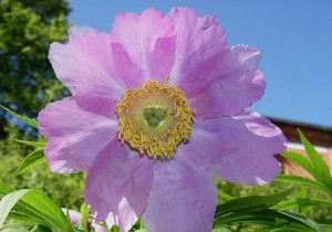 Bujor de evadare (rădăcină marjin) descriere, cultivare, recoltare, compoziție, proprietăți utile,