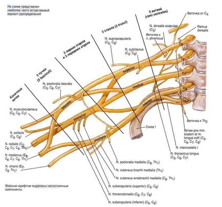 Плечове сплетіння, компетентно про здоров'я на ilive