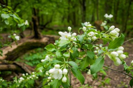 Site de picnic în partea de est a pădurii Aleshka, pip-tushinsky - locuri de picnic -