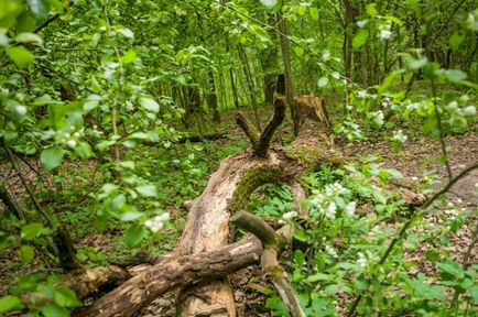 Майданчик для пікніка в східній частині Алешкінскіе лісу, піп - тушинский - місця для пікніків -