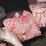 Simptomele pulmonare ale porcinelor și tratamentul eficient