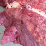 Пневмонія свиней симптоми і ефективне лікування