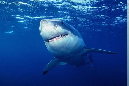Чому акули боятися дельфінів дитяча онлайн енциклопедія «хочу все знати»