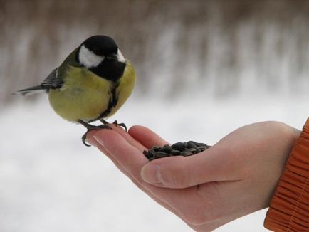 Чому не можна годувати птахів смаженим насінням