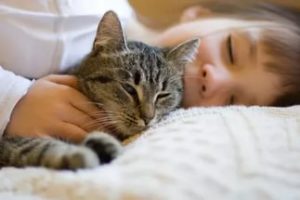 Чому не можна обіймати котів і кішок причини
