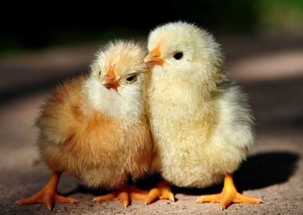 Miért csirkék esik a lábát, hogy miért csökken a broiler csirkék