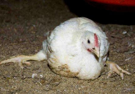 Miért csirkék esik a lábát, hogy miért csökken a broiler csirkék