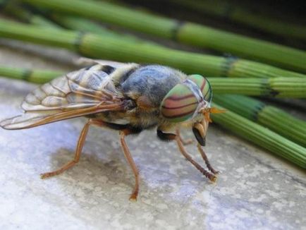 Szubkután gadfly káros lárvával (szubkután gadfly) Bőr alá bögöly veszélyességének