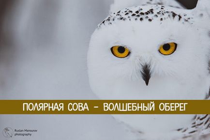 Полярна сова - чарівний оберіг - езотерика і самопізнання