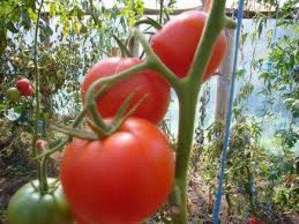 Tomatoes Sunrise f1 Descrierea varietății și descrierea acesteia