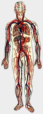 Conceptele fiziologiei și fiziologiei activității musculare