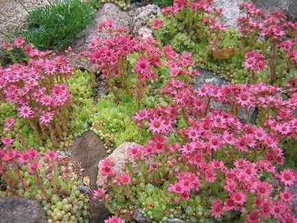 Популярні рослини для альпійської гірки